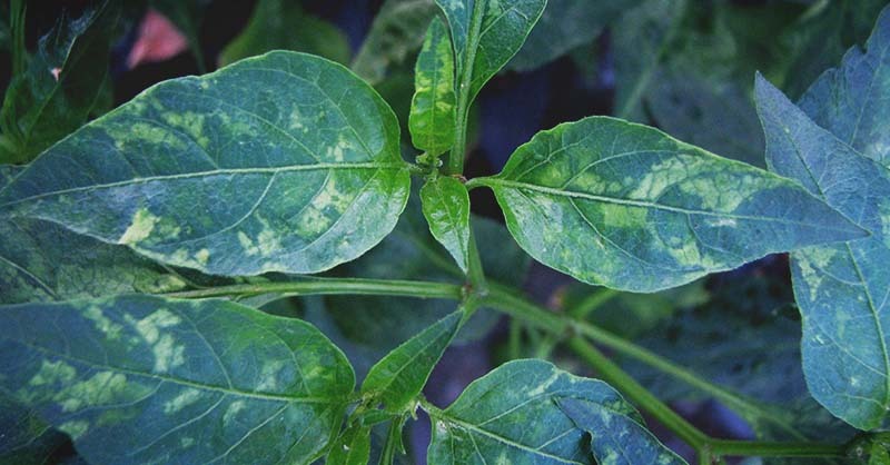 담배모자이크병 원인을 연구하며 밝혀낸 바이러스 존재