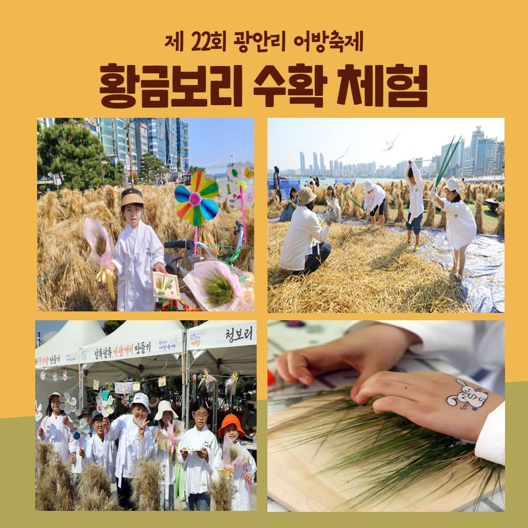  2024 광안리 어방축제 황금보리 수확 체험