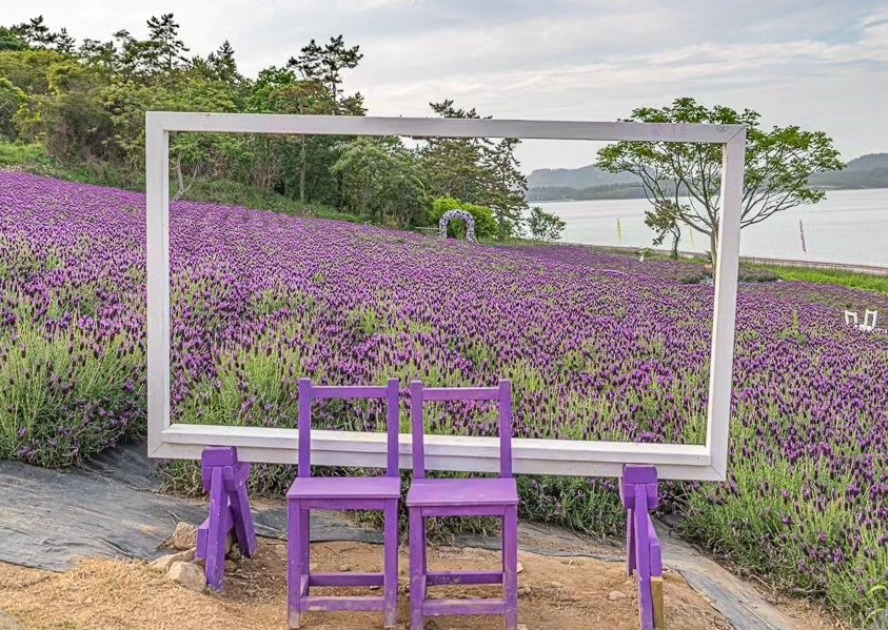 퍼플섬 라벤더축제