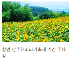 함안 해바라기