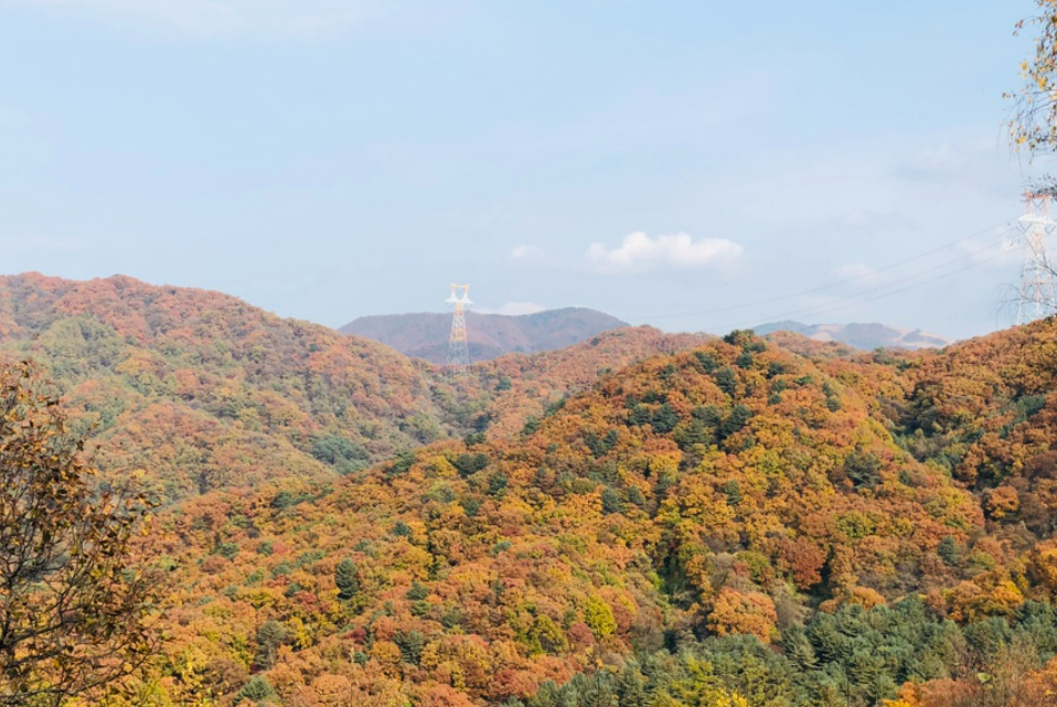 서후리숲