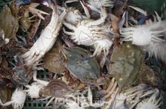 6월 낙지 금어기 정확한 시작일과 끝나는 날 지역별 상세 기준 정리_7