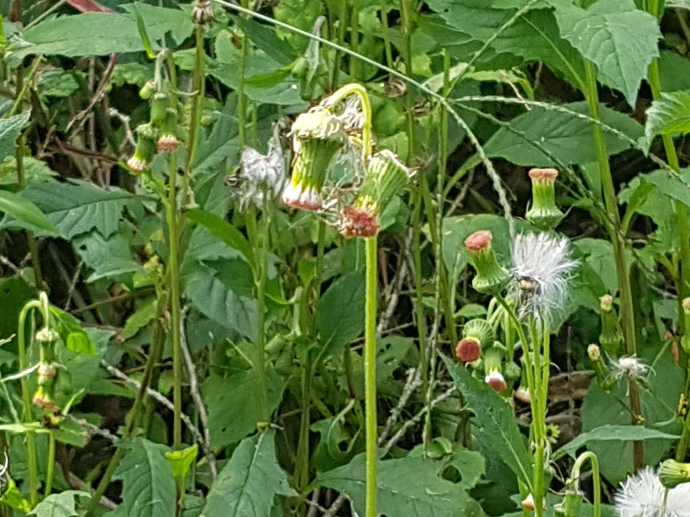 주홍서나물을 처음 알아봤을 때 생긴 착각|색이 판단을 흐렸던 이유