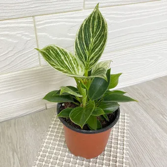 햇빛 부족 해결 식물등추천 설치위치 시간대 초보도 쉽게 적용_8