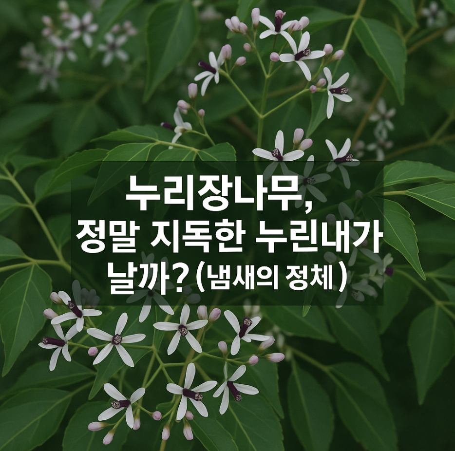 누리장나무, 정말 지독한 누린내가 날까? (냄새의 정체)