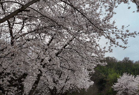 김천 외입석지 벚꽃