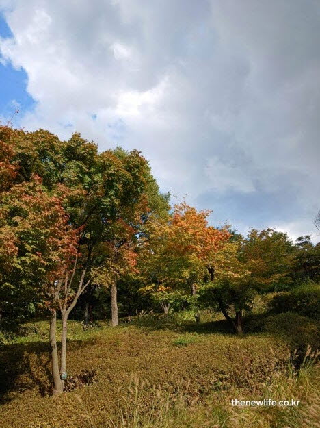서울 단풍 명소 남산공원 가을 단풍