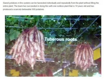 고구마 재배 달력 모종심기 관수 잡초 수확 큐어링_15