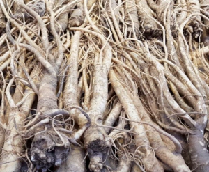 도라지 영양성분