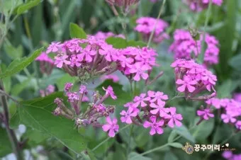 여름꽃 종류 모음 여름 꽃나무 추천 12가지 정리_12