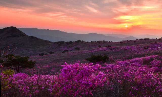 비슬산 참꽃축제