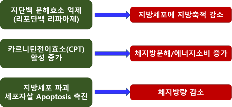 CLA 공액리놀래산 효과