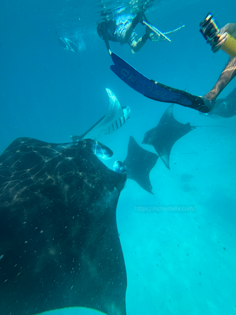 만타가오리 스노쿨링