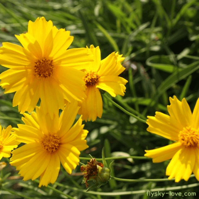 부종에 효과적인 금계국 금계국 꽃차