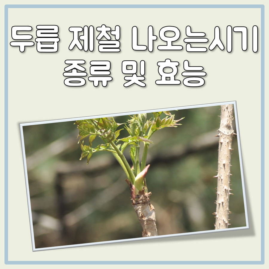 두릅 제철 및 나오는 시기 그리고 종류와 효능 대표 이미지