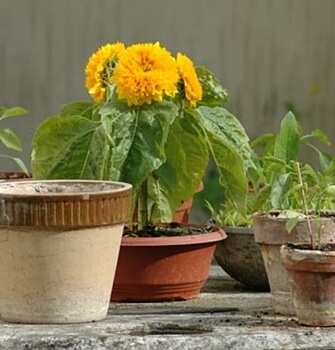 노란꽃이-핀-화분