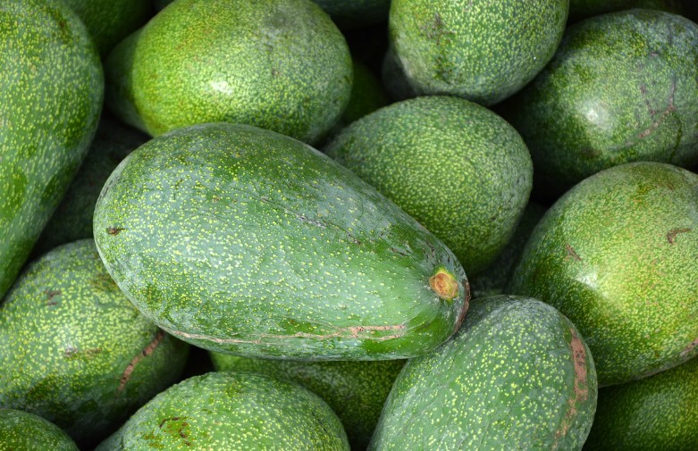 아보카도 부작용|유래|잘익은 아보카도|칼로리|영양소|혈당|권장