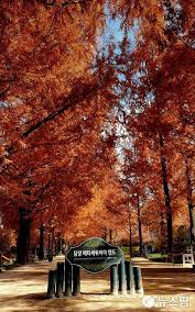 담양 가볼만한곳 - 메타세쿼이아랜드