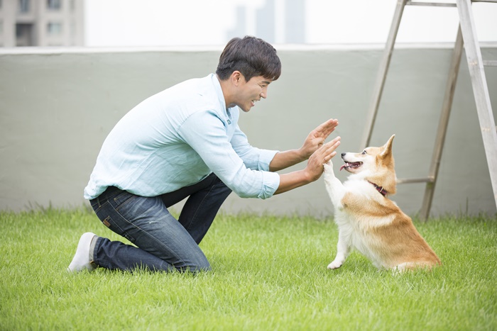 반려동물 행동지도사
