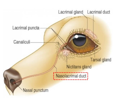 강아지 눈 코 연결 구조