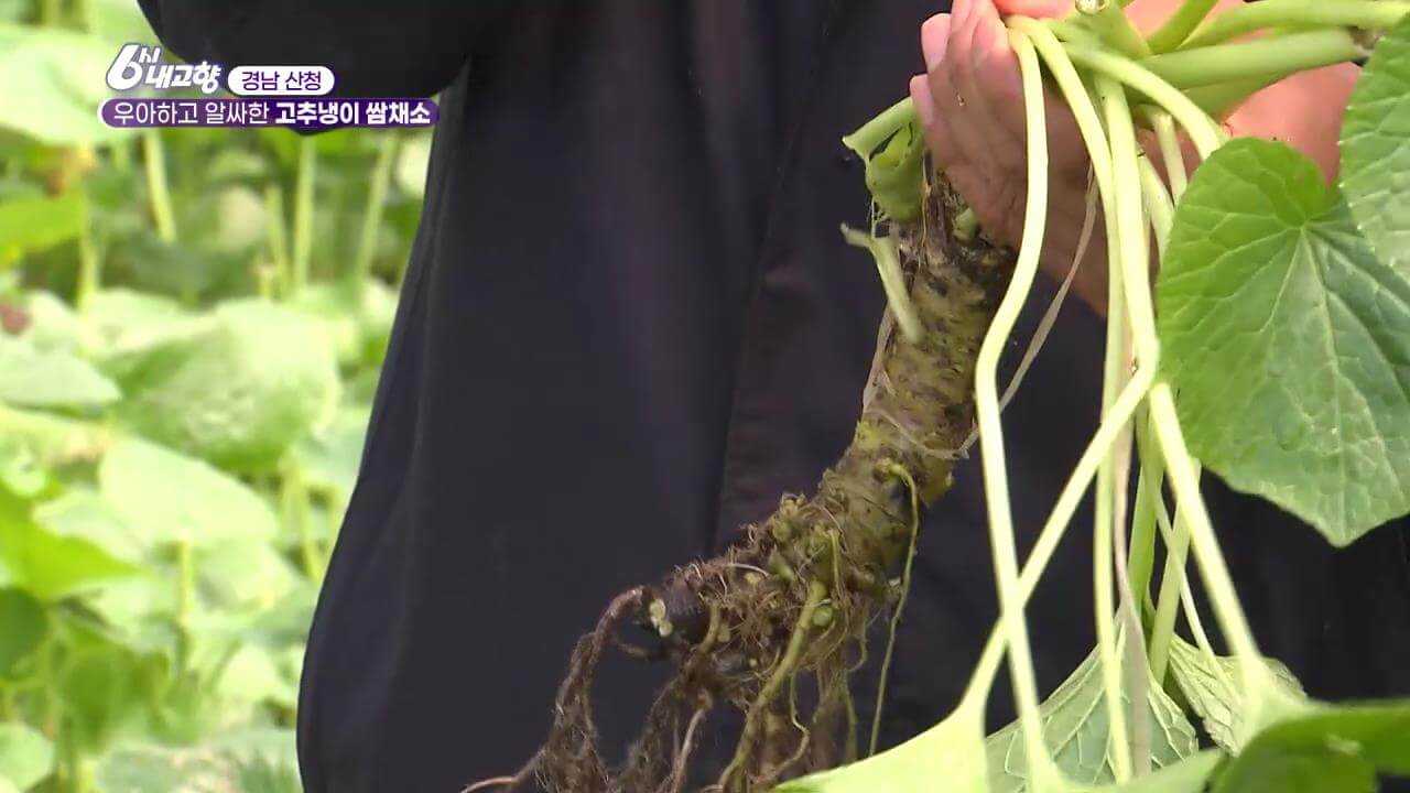 6시내고향 고추냉이 쌈채소