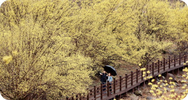 산수유-효능