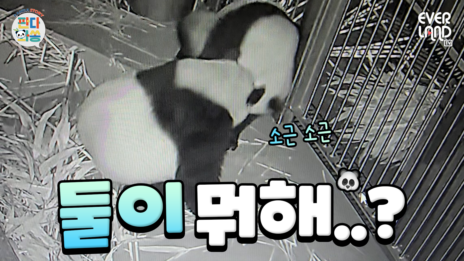 밤 12시에 판다월드에서 벌어진 일｜#판다와쏭 #260