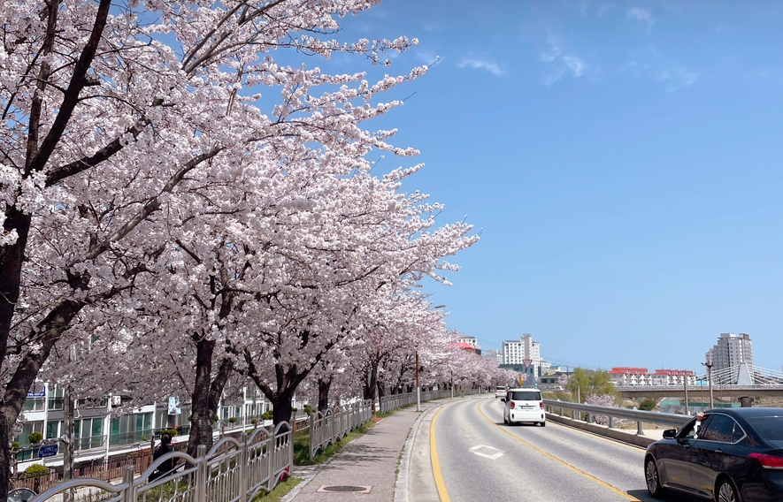 남대천 벚꽃