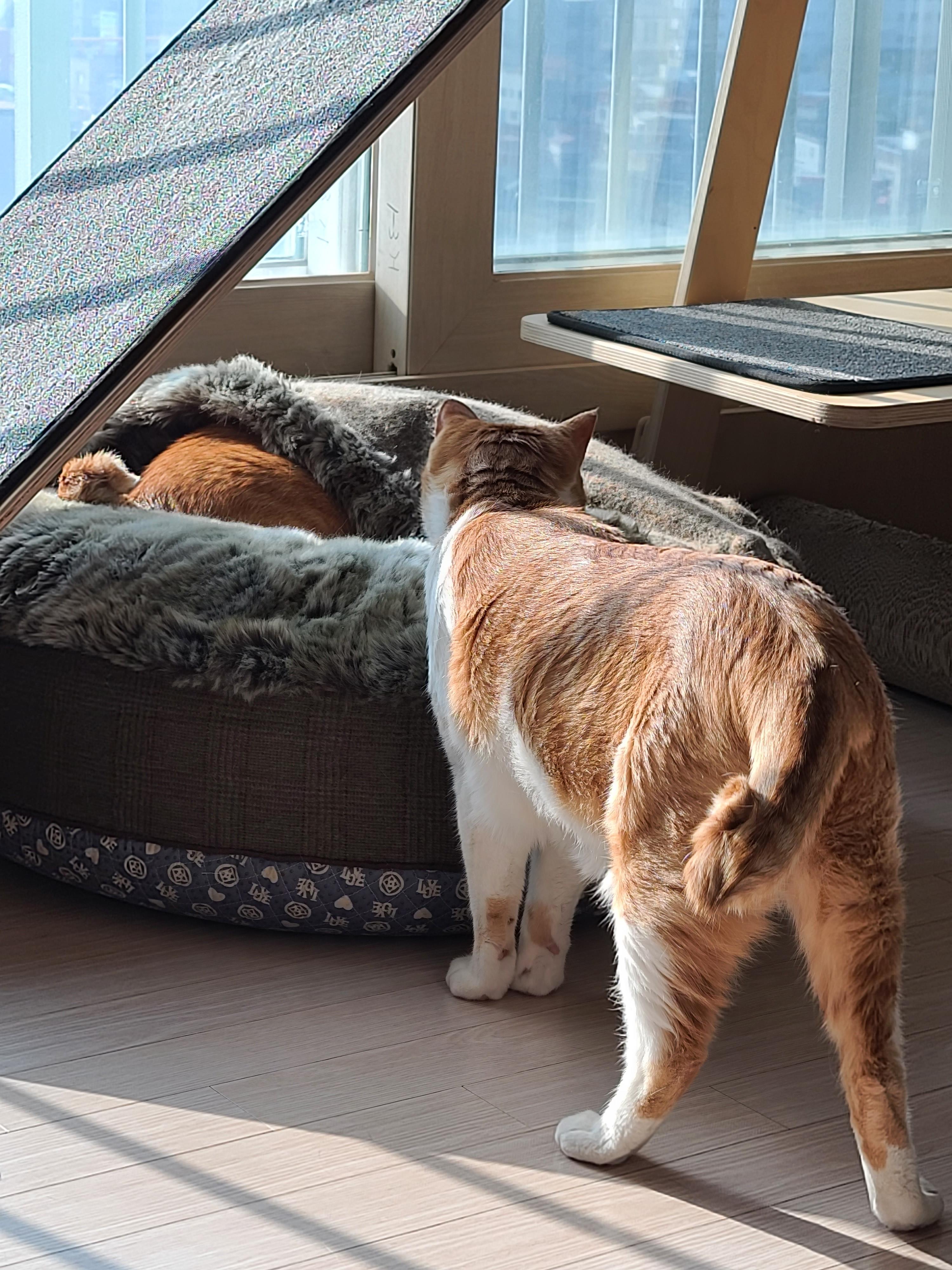 숨은고양이 찾기