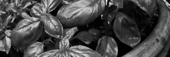 실내 재배 권장, 여름철 건조한 환경 조성 중요