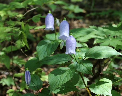 가을에 피는 꽃 금강초롱꽃