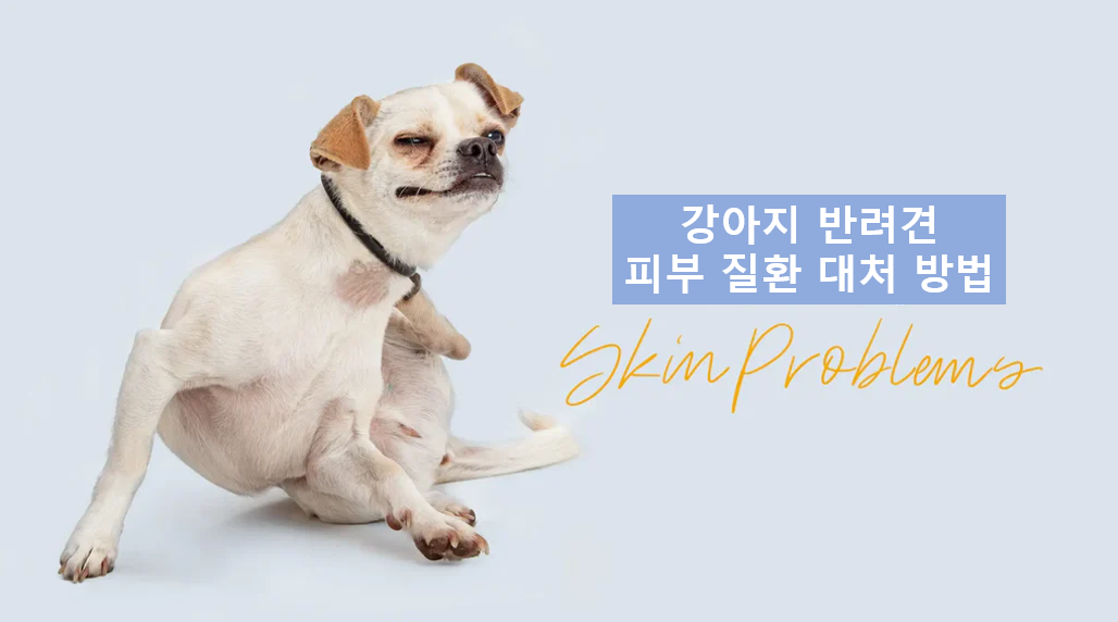 여름철 강아지의 피부질환 대처법 이미지