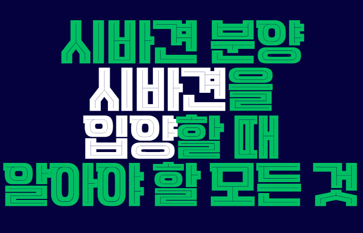 시바견_분양
