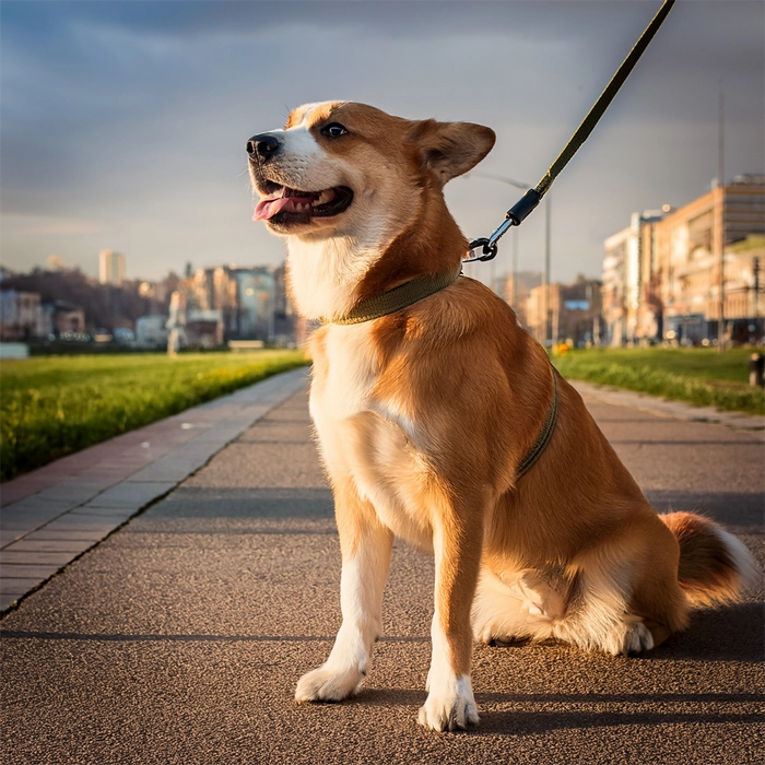 강아지가 목줄을 차고 있는 사진2