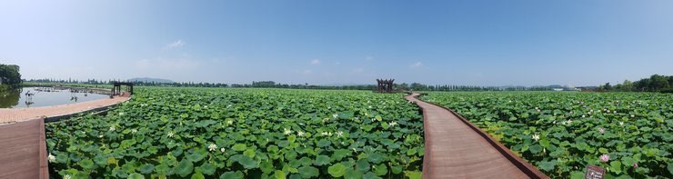 무안 연꽃축제