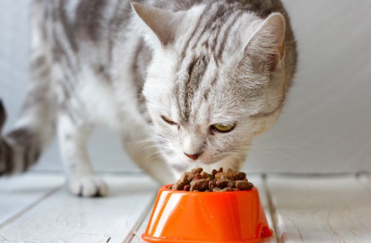 고양이 음식을 먹는 고양이.