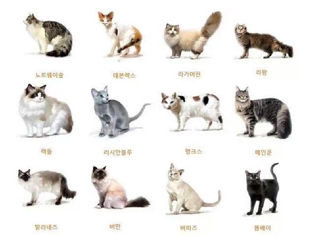 크기별 고양이
