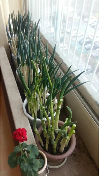 화분 베란다 단열 겨울철보온 커튼사용 찬바람차단 식물보호 요령_14