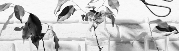 물꽂이 번식 ④ 화분 옮기는 시점