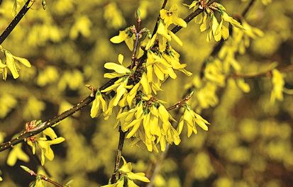 개나리 개화시기