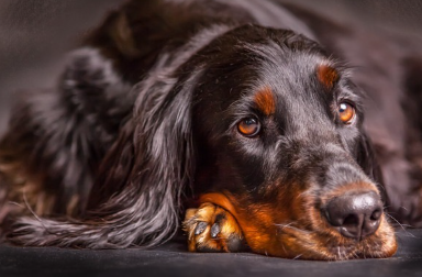 엎드려 있는 고든세터.