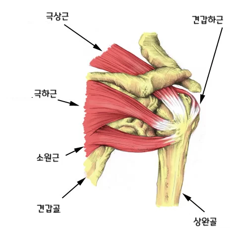 어깨 근육 해부도