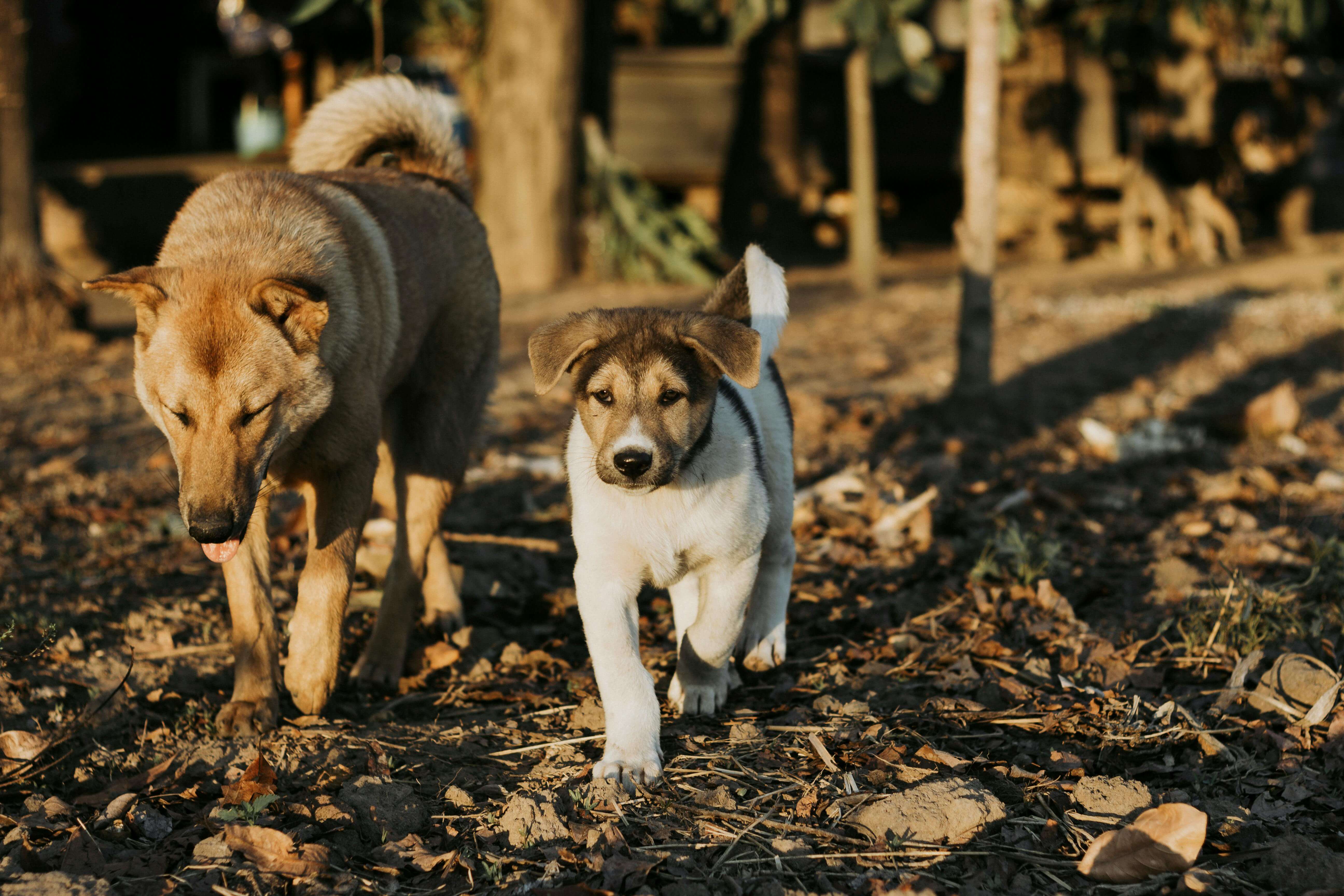 슬개골 탈구 수술비 vs 보험 보장 비교 (2025 최신판)