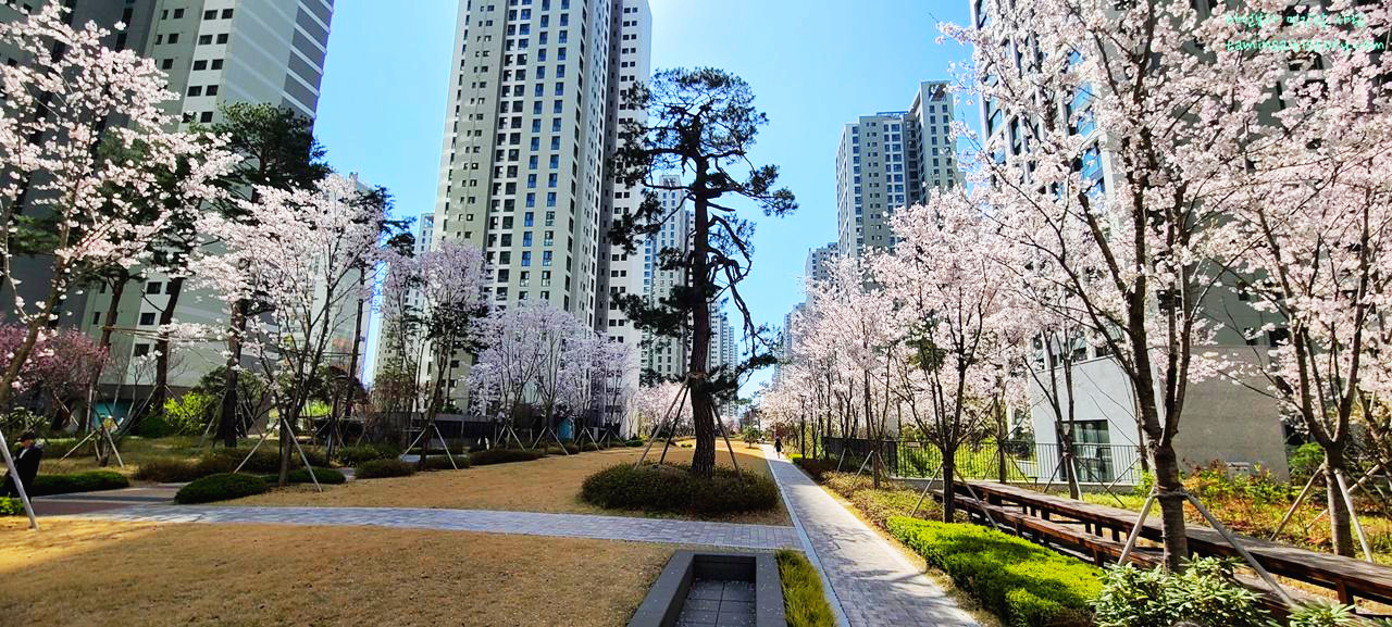 송파헬리오시티벚꽃산책로
