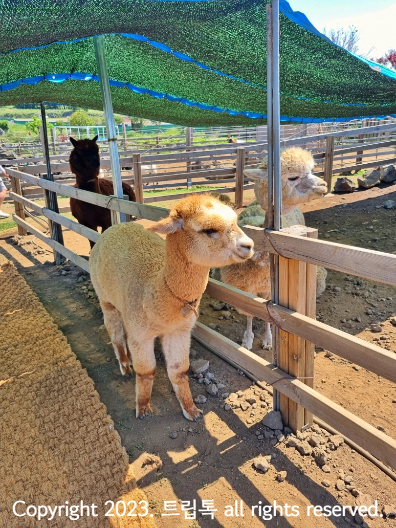 두마리 알파카가 오른쪽을 본다