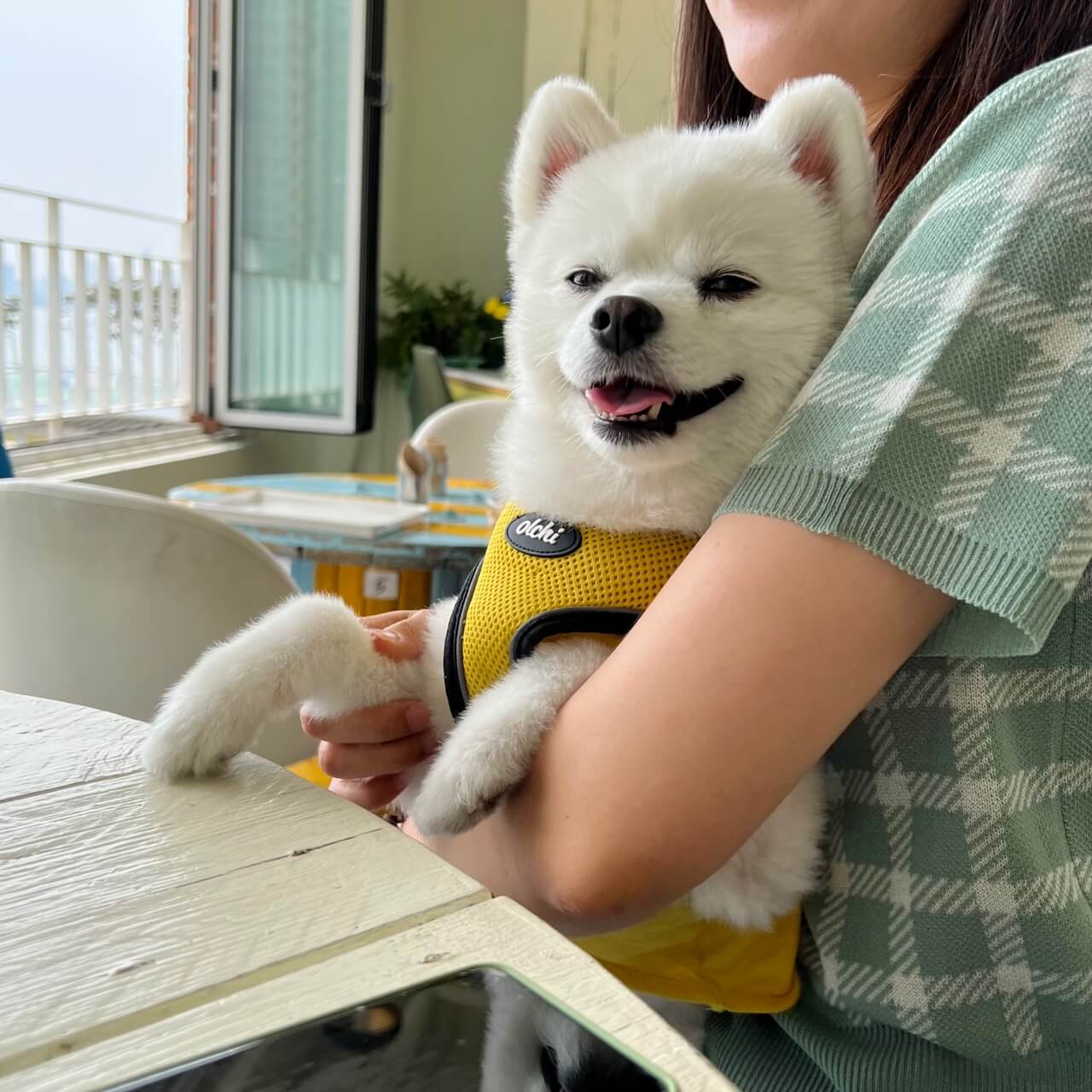 시흥 애견동반카페