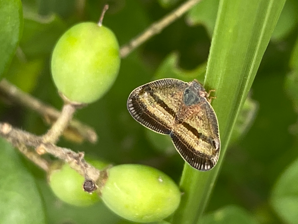 남쪽날개매미충
