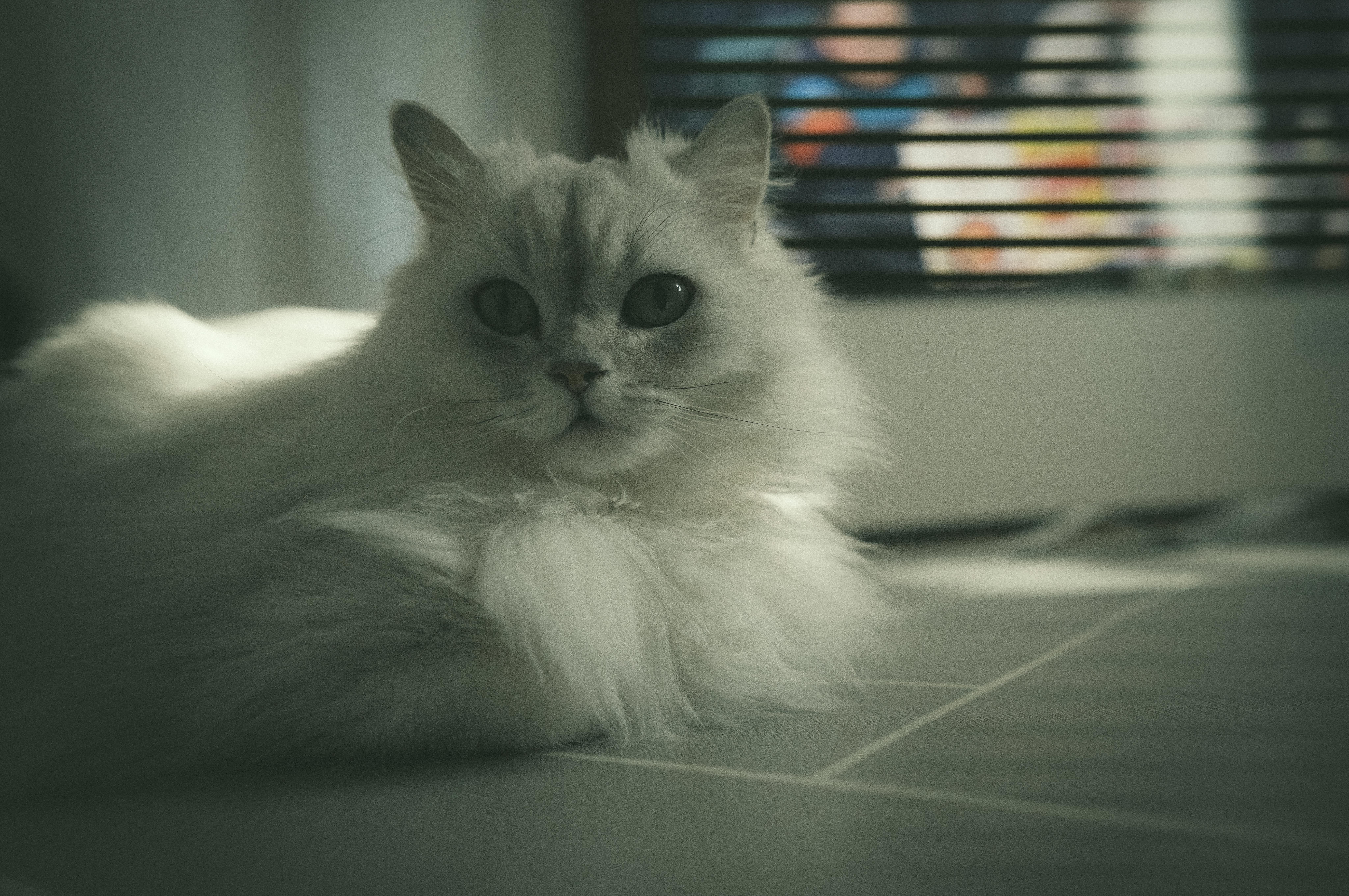 겨울철 고양이 케어 관련 사진