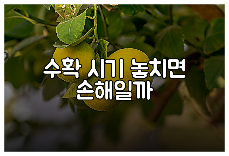 수확 시기 놓치면 손해일까