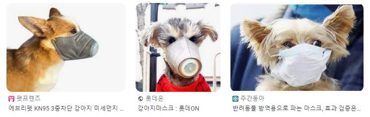 강아지마스크 써야할까